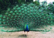 What Does It Mean When A Peacock Spreads His Feathers